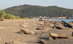 Böylesi görülmedi! Caretta carettalara bakın ne yaptılar
