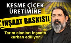 Kesme çiçek üretimine inşaat baskısı! Tarım alanları inşaata kurban ediliyor