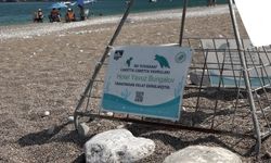 Çıralı'da işletmeler, caretta carettaları sahiplendi
