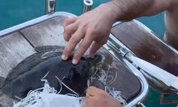 Deniz kaplumbağasını çuvaldan kurtardı