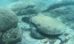 Uzman isim Caretta caretta ısırma vakalarının sebebini açıkladı