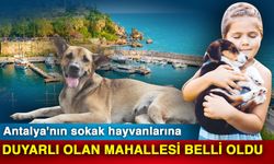 Antalya'nın sokak hayvanlarına duyarlı olan mahallesi belli oldu