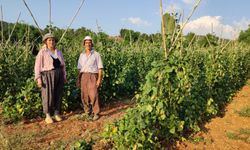 Güvercin gübresiyle beslenen doğal fasulyenin hasadı başladı