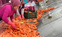 Havuç, tarladan sofraya kadınların ellerinden geliyor