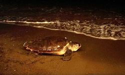 İnsanların ilgisi caretta carettayı korkuttu