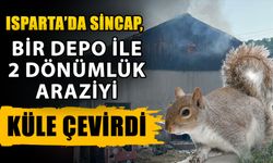 Isparta’da sincap, bir depo ile 2 dönümlük araziyi küle çevirdi