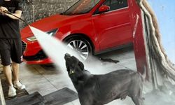 Sıcaktan bunalan köpeğin serinleme yöntemi izleyenleri gülümsetti