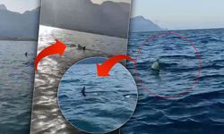Kemer sahilinde asılsız dev köpekbalığı paylaşımına suç duyurusu