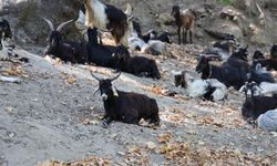 Koyun, keçi ve çobanların orman yangınlarının önlenmesindeki yeri dikkat çekti