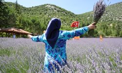 Lavanta Kokulu Hanımağalar