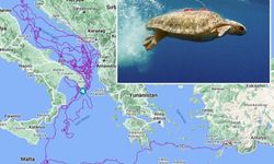 Sinyali kesilen caretta 'Tuba', yuvalama için geldi