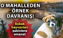 O mahalleden örnek davranış! Sokak hayvanları sakinlere emanet
