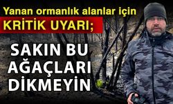 Yanan ormanlık alanlar için kritik uyarı; Sakın bu ağaçları dikmeyin