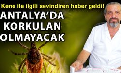 Kene ile ilgili sevindiren haber geldi! Antalya’da korkulan olmayacak