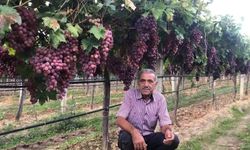 Sarıgöl Ziraat Odası'ndan tarım işçilerine yeni ücret tarifesi