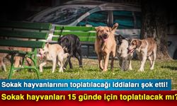 Sokak hayvanlarının toplatılacağı iddiaları şok etti! Sokak hayvanları 15 günde için toplatılacak mı?