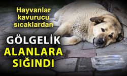 Hayvanlar kavurucu sıcaklardan gölgelik alanlara sığındı