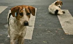 Antalya’da sokak köpekleri için doğal yaşam alanı kurulacak