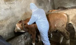 TVHB Merkez Konseyi'nden şap hastalığına ilişkin açıklama