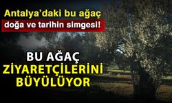 Antalya’daki bu ağaç doğa ve tarihin simgesi! Bu ağaç ziyaretçilerini büyülüyor