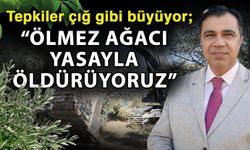 Tepkiler çığ gibi büyüyor; “Ölmez ağacı yasayla öldürüyoruz”
