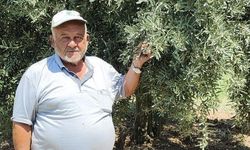 Menteşe Göktepe’de zeytinliklerde Entegre Mücadele denetimi yapıldı