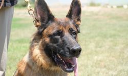 Görev köpeklerinde başı çekiyor… Fiziksel özellikleri gereği egzersiz şart