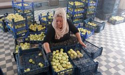 Altından bal damlayan incir üreticisinin yüzü güldü