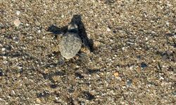 Antalya'da yavru caretta carettalar denizle buluştu… Yetkililer ve gönüllüler nöbette