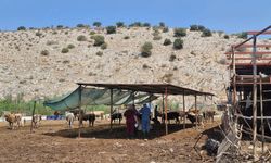 Aydın’da şap hastalığı için aşılama çalışmaları sürüyor