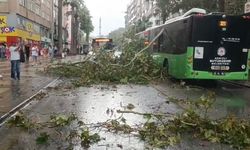 Sağanak yağışta belediye otobüsünün üzerine ağaç devrildi