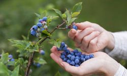 Genç girişimcinin büyük başarısı! Blueberry üretimine 30 dekarla başladı, şimdi dünyaya ihraç ediyor