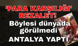 'Caretta yuvaları, para karşılığı turistlere açılıyor