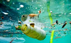 Sahil kıyıları işgal edildi… 10 balığın 4’ünde mikroplastik var