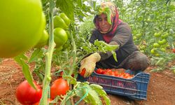 Geçen yıl çöpe dökülmüştü! Konserve zamanı gelen domateste fiyatlar düşmedi