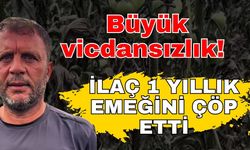 Domates serasında büyük vicdansızlık! Ot ilacı ile bir yıllık emeği çöp oldu