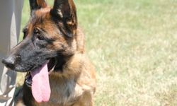 Data bankasından 7 soyu öğrenilebiliyor! Alman çoban köpekleri için düğmeye basıldı