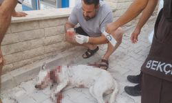 Denizli’de vicdanları kurutan olay! Hamile köpeğe tüfekle saldırdı