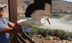 Kurtarılan leylek ve flamingo doğaya salındı
