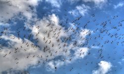 Leylekler hava şartlarını hiçe sayarak erken göç etmeye başladı!