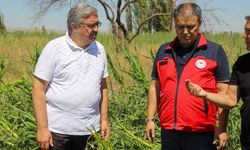 Milletvekili Yurdunuseven zarar gören tarım arazilerini inceledi
