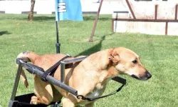 Özel köpeklere özel muamele… Yarışmalara dahil edilip madalya veriliyor
