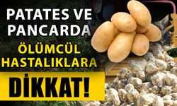 Patates ve pancarda ölümcül hastalıklara dikkat!