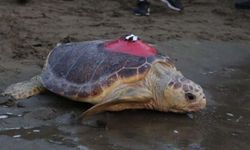 Stajyerler caretta carettaların geleceği için çalışıyor