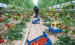 Örtü altının geliştiği yaylada beklenti de artıyor! Üreticinin umudu; turizm ve ihracat
