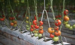 Kasadan ve ipten bile bulaşabiliyor! Domateste kahverengi tehdit