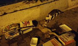 Sokakta yaralı gördükleri yavru kedi için seferber oldular