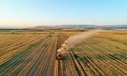 Toprak Mahsulleri Ofisi 2025 yılı mısır alım fiyatları belirlendi
