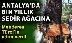 Antalya’da bin yıllık sedir ağacına Menderes Türel’in adını verdi