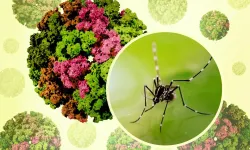 Uzmanından uyarı: "Chikungunya virüsü için telaş edilecek bir şey yok"